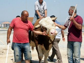 (Özel Haber) Otomobil Fiyatına Kurbanlık Boğa