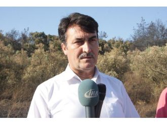 (Özel Haber) Köylüler Yanan Ormanlara Dikilen Fıstık Çamlarından Para Kazanacak