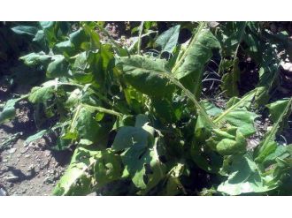 Çelikhan’da 200 Dönüm Araziyi Dolu Vurdu