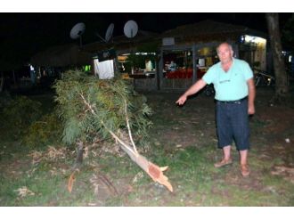 Köyceğiz’de Yaşlı Çınar Ağaçları Tehlike Saçıyor