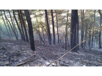 Kozan’daki Orman Yangını Kontrol Altına Alındı