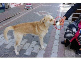Biri Dondurmayla Diğeri De Havuzda Serinliyor
