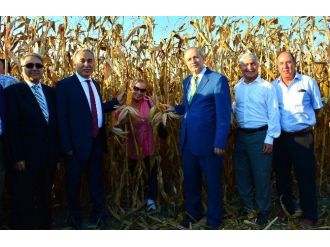 “Sarı Altın”a Hasat Şenliği