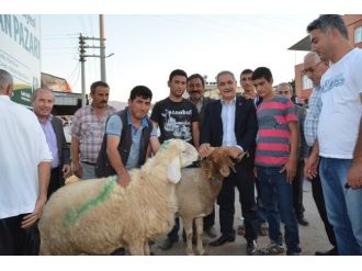 Osmaniye’de Kurbanlık Fiyatları Belirlendi