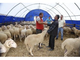 Sultangazi Kurban Satış Ve Kesim Merkezi Bayramda Hizmette