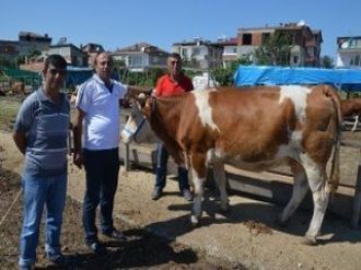 Fatsa’da Kurbanlıklar Pazarda