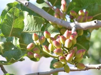 Modern Fıstık Tesisi İçin Geri Sayım Başladı