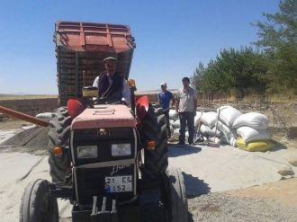 Ergani’de Ayçiçeği Alımları Başladı