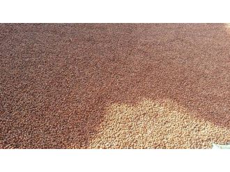 Samsun’da 100 Bin Ton Fındık Üretimi Bekleniyor