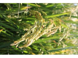 Manyas’da Çeltik Hasadı Dönemi