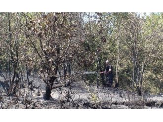(Özel Haber) Pendik’te Orman Yangını