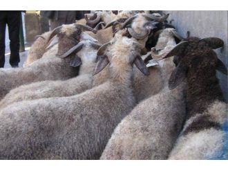 Siirt’te Kurban Satış Ve Kesim Yerleri Belirlendi