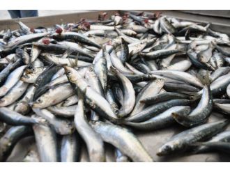 Av Yasağı Bitti, Tezgahlar Balıklarla Şenlendi