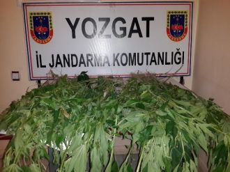 Yozgat İl Jandarma Komutanlığı 292 Kök Kenevir Ele Geçirdi
