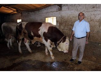 Tonluk Kurbanlıklar Alıcılarını Bekliyor