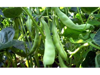 Zam Şampiyonu Fasulye Kıymete Bindi