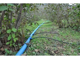 Fındık Üretiminde Reform