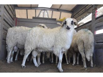 28 Adet Koç Dağıtıldı