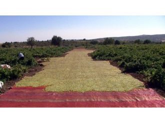 Peygamber Üzümü Hasadı Başladı