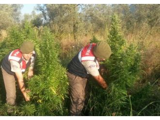 Bursa’da Uyuşturucu Operasyonu