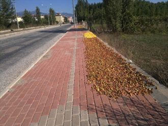 Mısır Ve Elma Kurutma Alanı