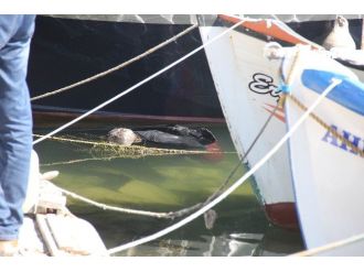 Doğum Gününde Denizde Cesedi Bulundu