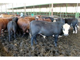 Kurban Fiyatları Cep Yakıyor