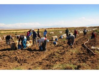 Van’da Sebze Üretimi