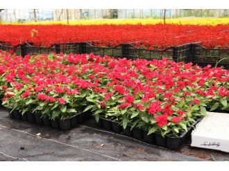 Büyükşehir Köyceğiz’de Kışlık Süs Bitkisi Üretecek