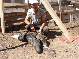 Çift Başlı Buzağı Ölü Doğdu