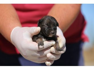 Minik Yavrulara Kırklareli Belediyesi Sahip Çıktı