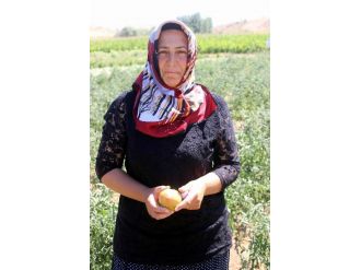 Organik Tarıma Kadın Eli Değdi
