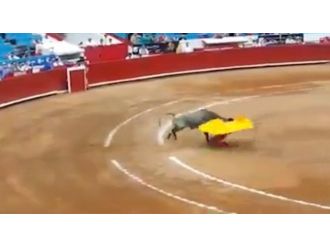 Boğa Matadorlara Arenayı Dar Etti !