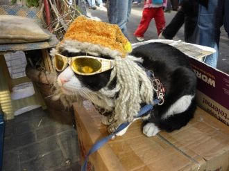 Bu Kedi Gözlük Takıyor