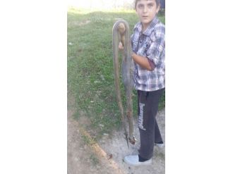 Ordu’da 13 Yaşındaki Çocuk 2 Metrelik Yılanı Öldürdü