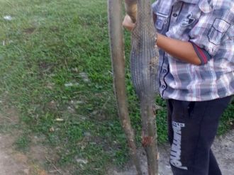 13 Yaşındaki Çocuk 2 Metrelik Yılanı Öldürdü