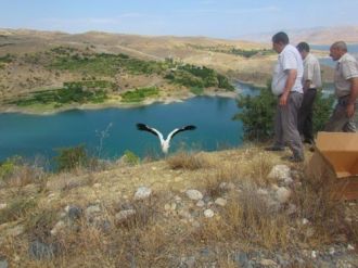 Tedavi Edilen Leylekler Doğaya Bırakıldı