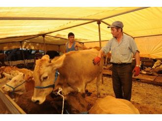 Buca Kurban Bayramı’na Hazırlanıyor