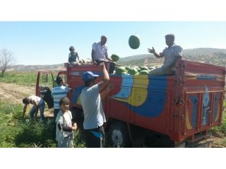 Karpuz Tarlada Kaldı