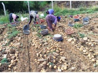 Yaylada Patates Hasadı Başladı