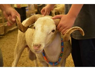 Pazarda Kurbanlık Çok, Alıcı Yok