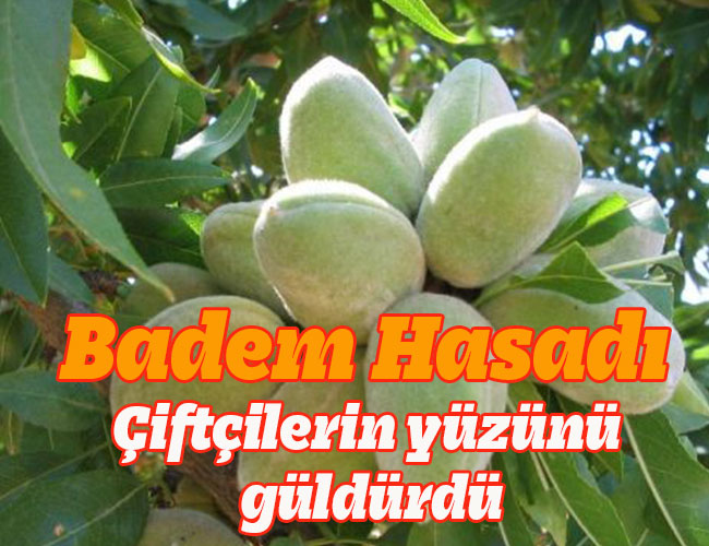 Badem Hasadı Çiftçilerin yüzünü güldürdü