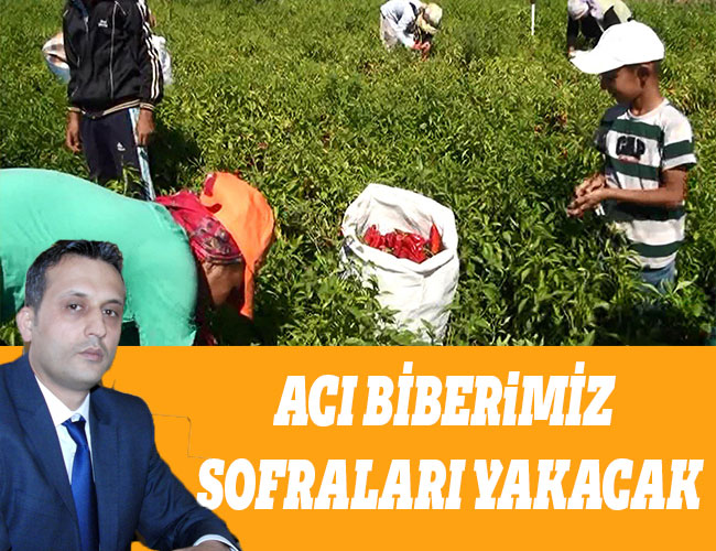ACI BİBER SOFRALARI YAKACAK
