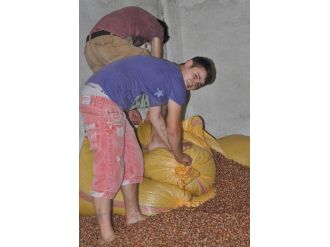 Emanet Fındık Fiyatları Düşürdü