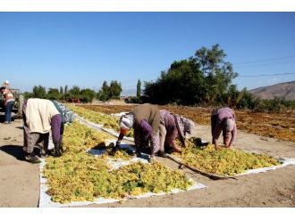 Kuru Üzümler Gıda Kurullarına Uygun Kurutuluyor