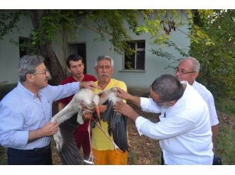 Yaralı Leylek Koruma Altına Alındı