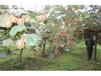 Ordu Kivide İddialı