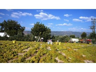 ’Kuru Üzüm Mazotla Kurutuluyor’ Açıklamasına Tepki Sürüyor