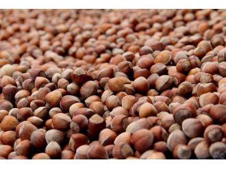 20 Sezonda 25.6 Milyar Dolarlık Fındık İhraç Edildi