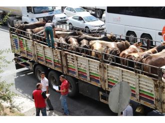 Kurbanlıklar Çamlıca Gişelerinden Giriş Yaptı